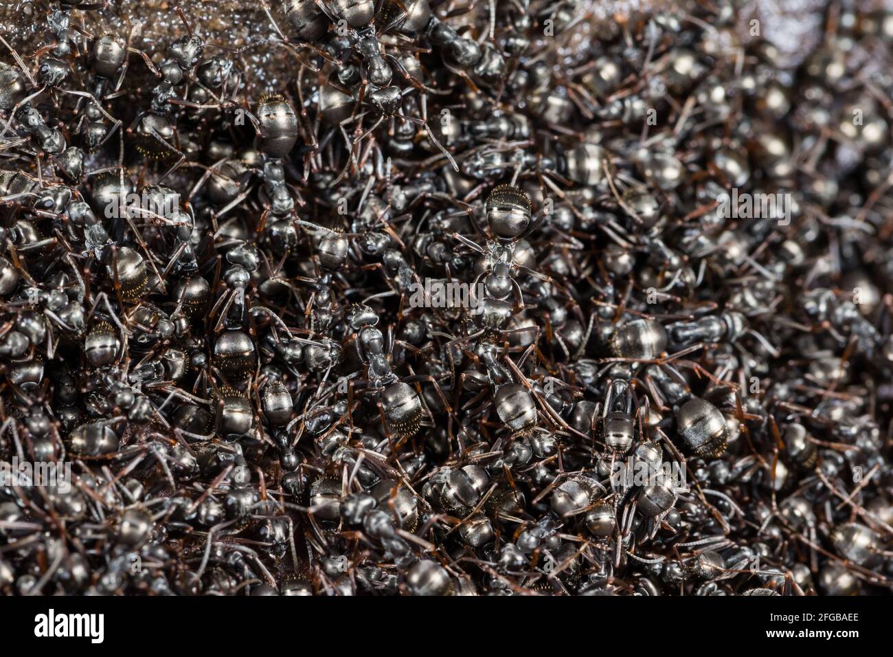 Black-colored ants in their nest (Formica fusca) Stock Photo