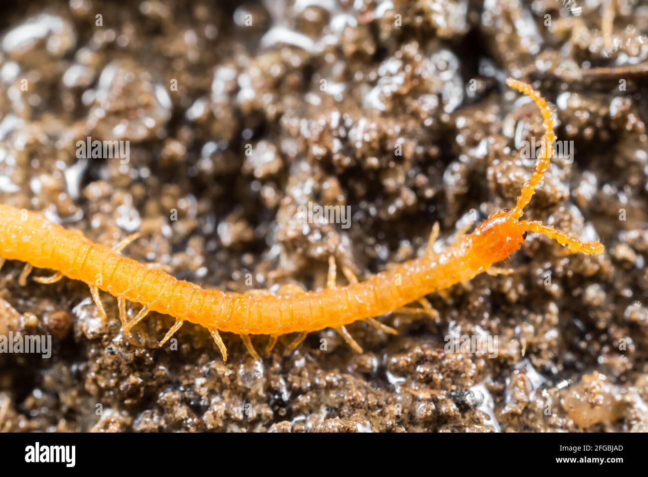 Soil centipede (Geophilus proximus) Stock Photo