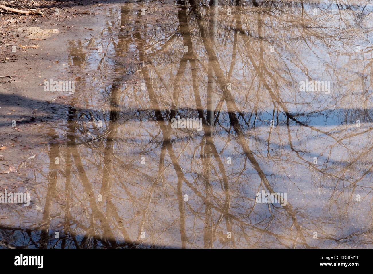 beautiful reflection in a puddle in spring Stock Photo - Alamy