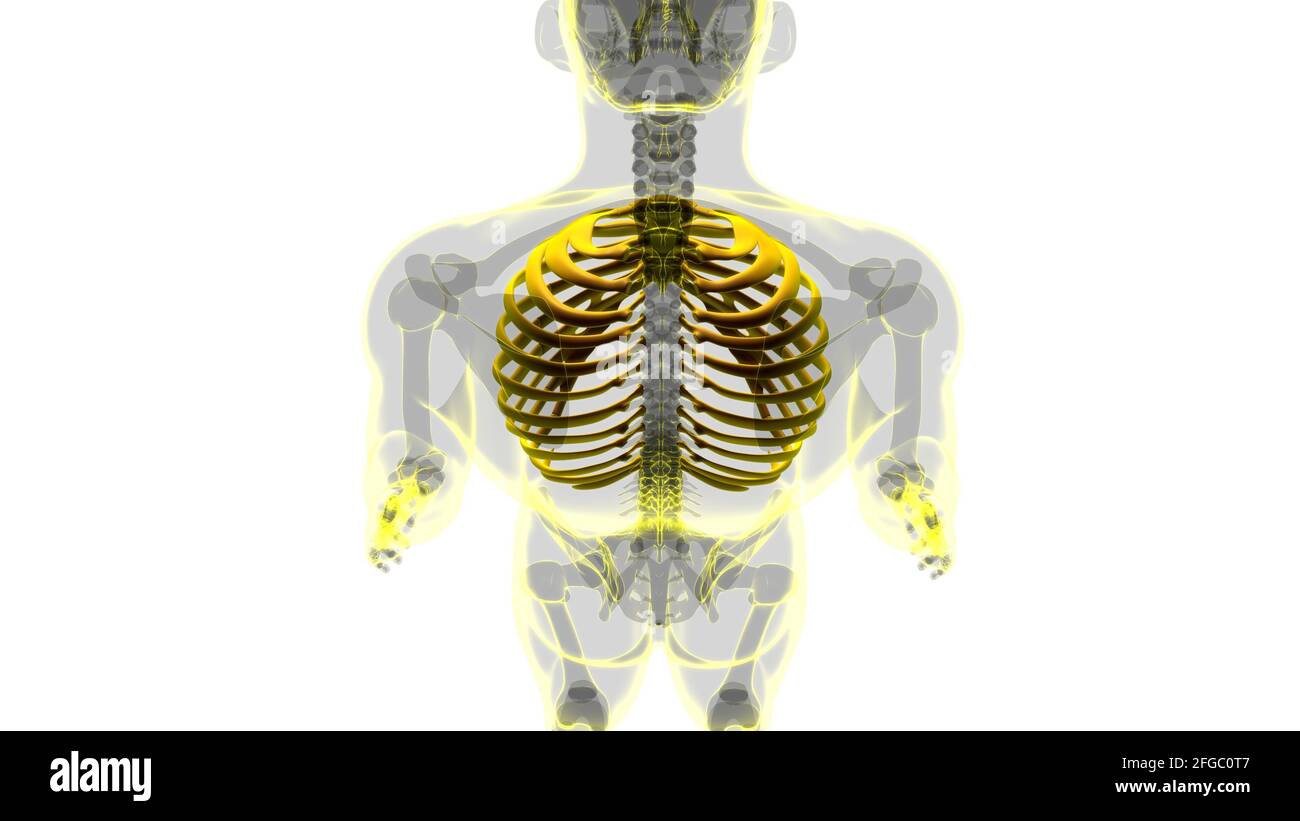 Human skeleton anatomy Rib Cage 3D Rendering For Medical Concept Stock ...