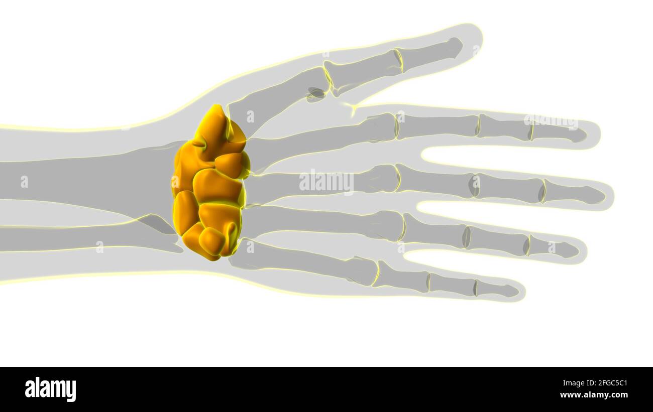 Human Skeleton Hand Wrist Carpals Bone Anatomy For Medical Concept 3D ...