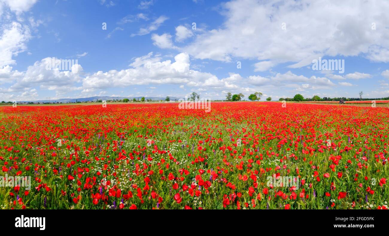 Red poppies on field and blue sky Stock Photo - Alamy