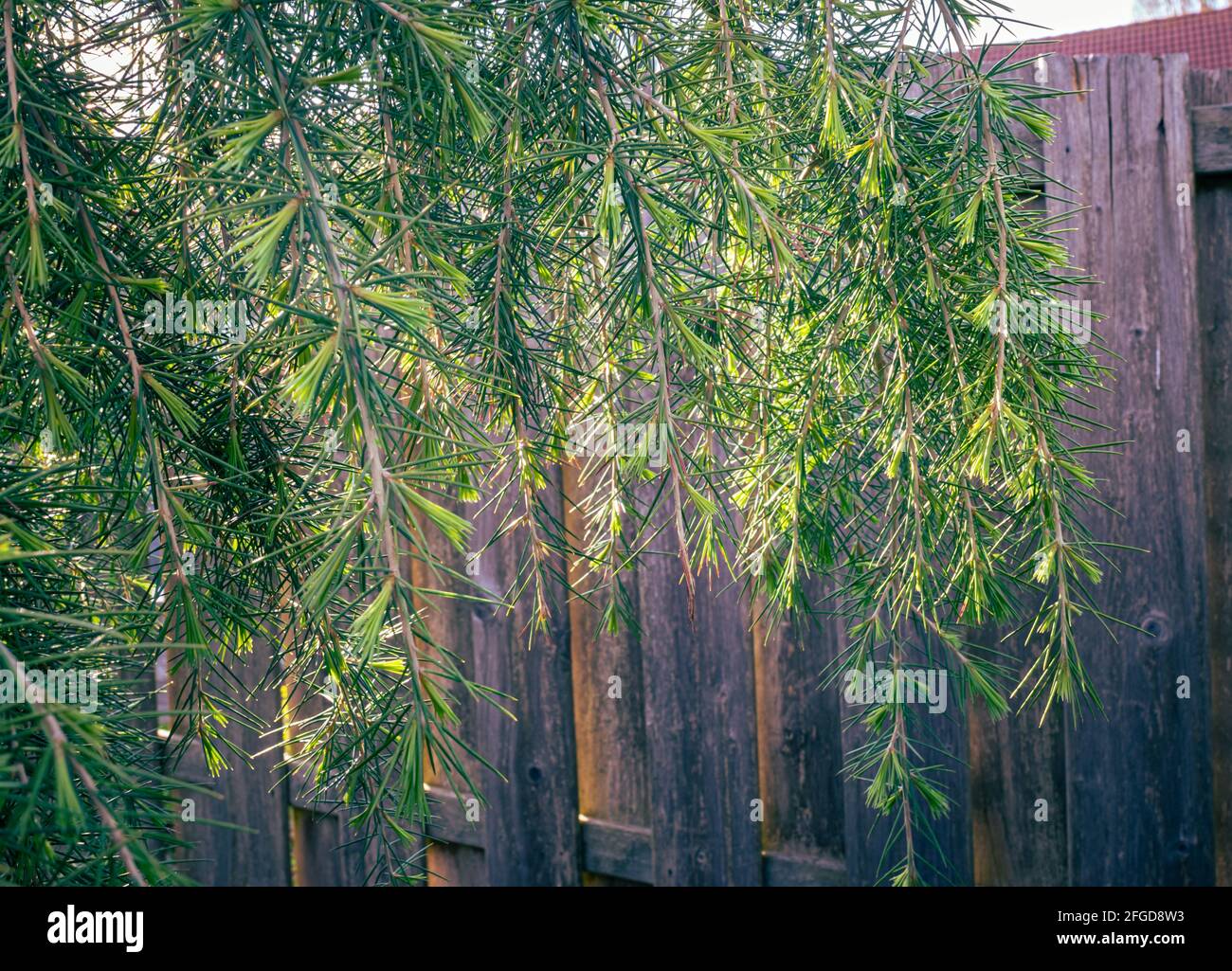 Hanging branches with fresh new needles of drooping cedar tree (Cedrus libani pendula) Stock Photo