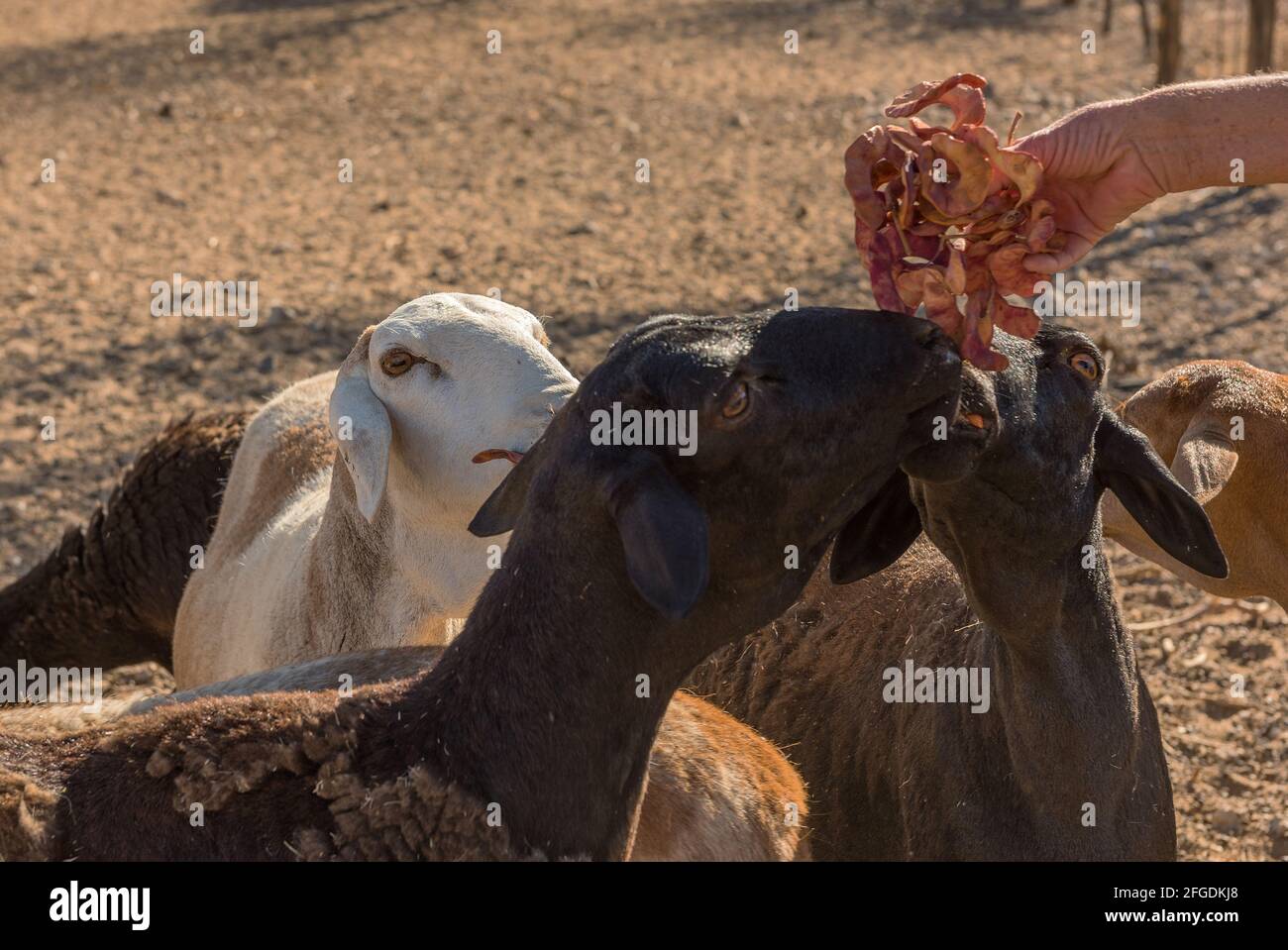 feeding a small flock of sheep, Namibia Stock Photo