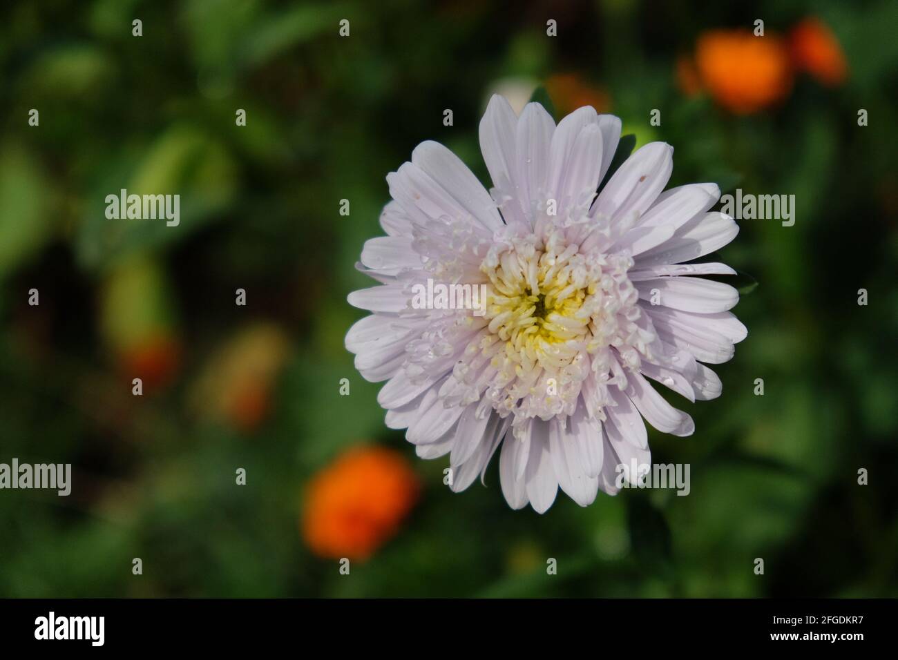 Single flower of a white chrysanthemum on a blurred background, close-up. Dew drops on flower petals. Stock Photo
