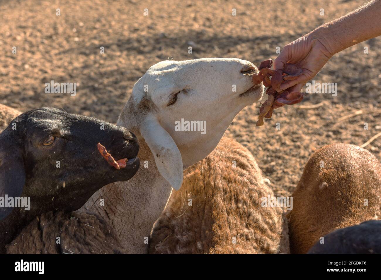 feeding a small flock of sheep, Namibia Stock Photo