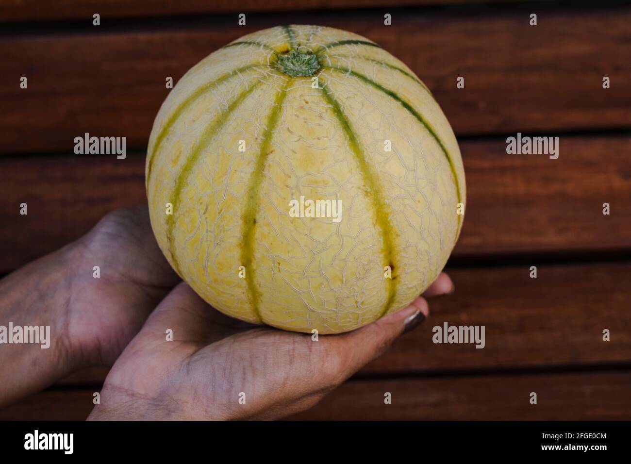 Musk melon farming hires stock photography and images Alamy
