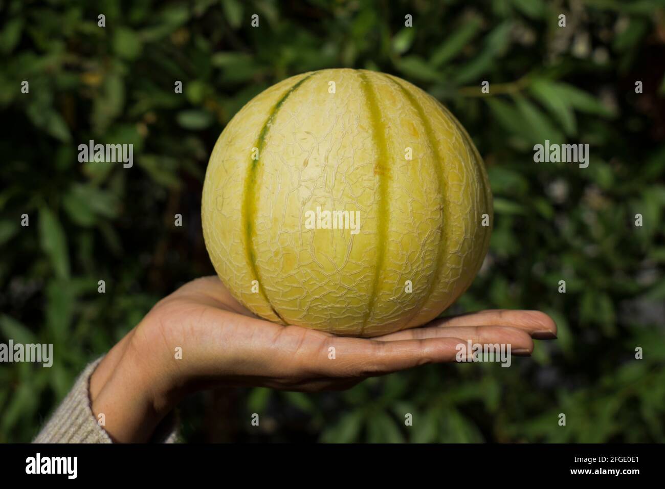 Musk melon farming hires stock photography and images Alamy