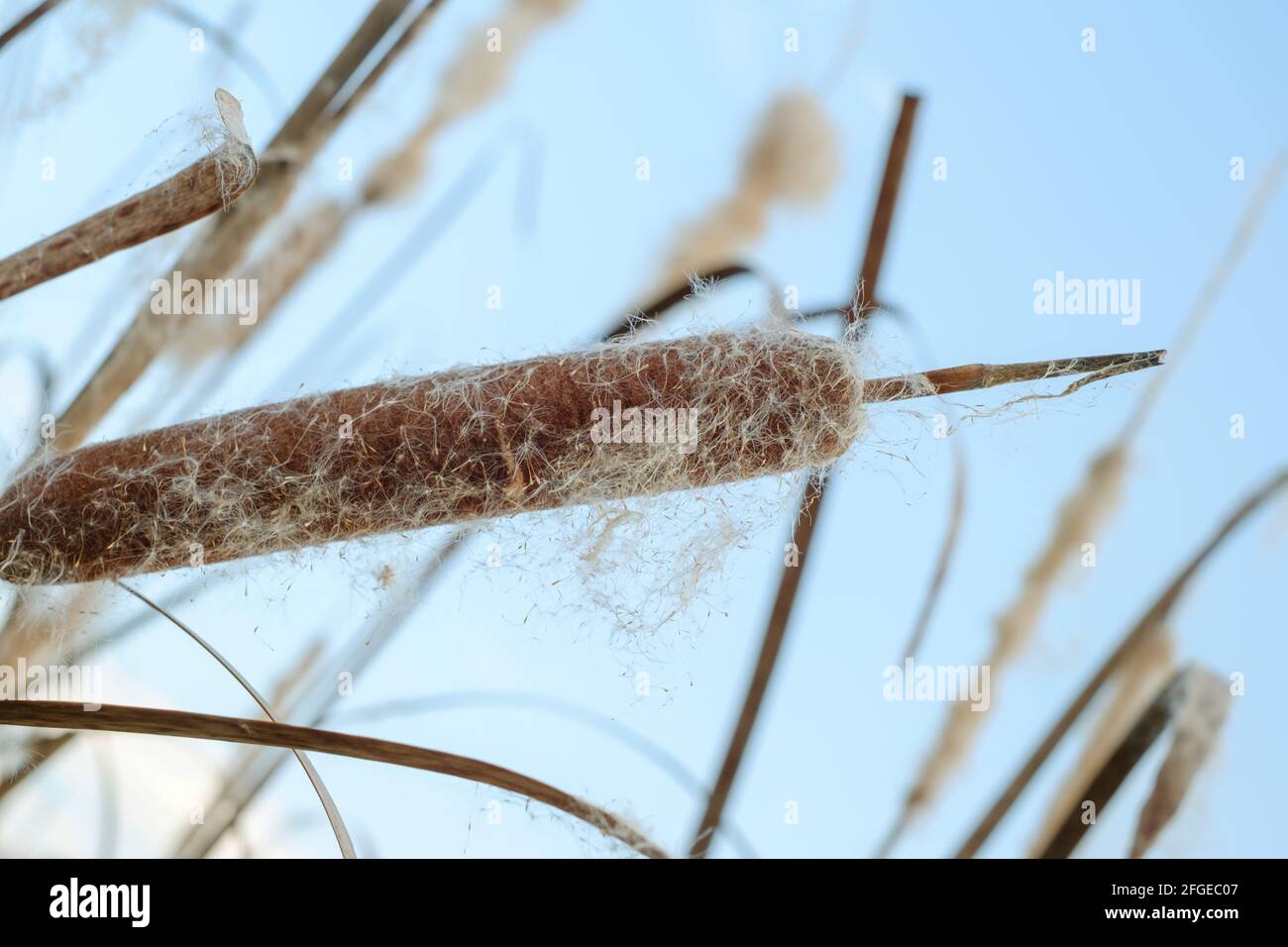 Fluffy cattail seeds. Natural background and texture Stock Photo - Alamy