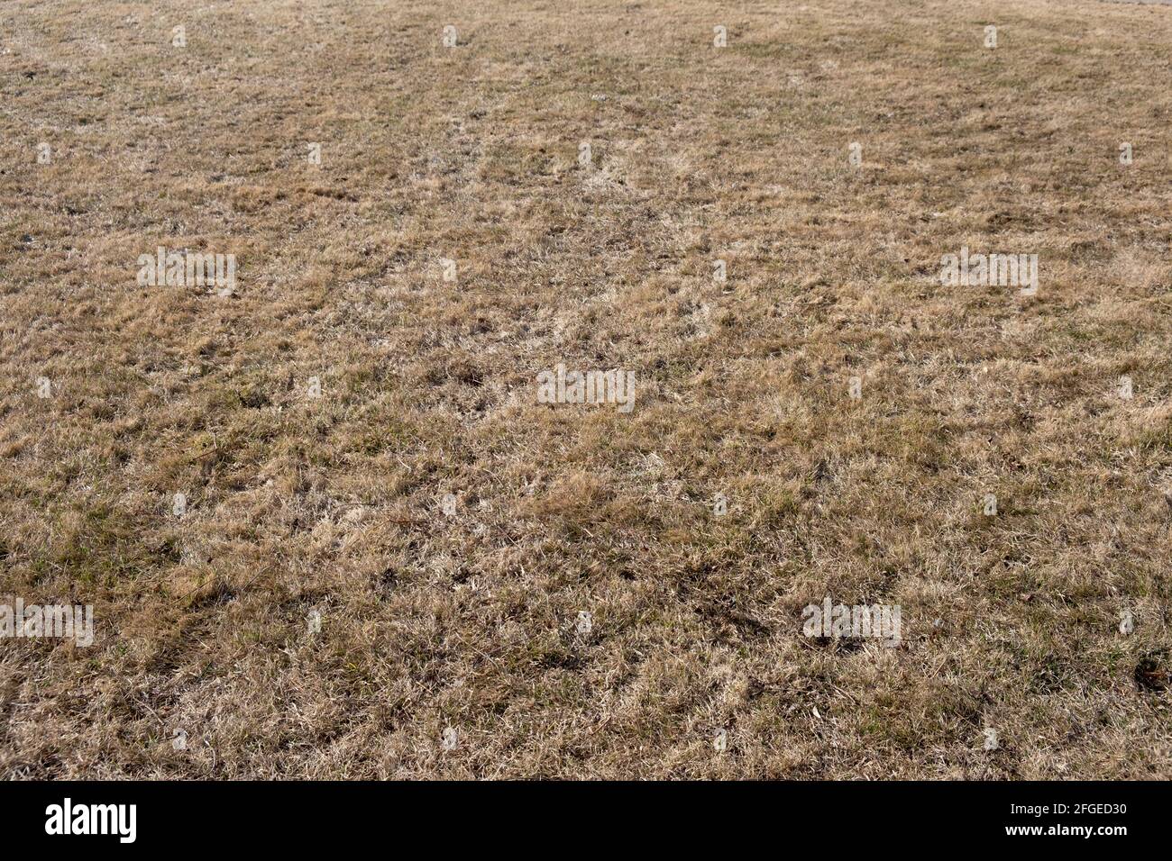 A lawn with dried grass. grass after winter. scarification and aeration