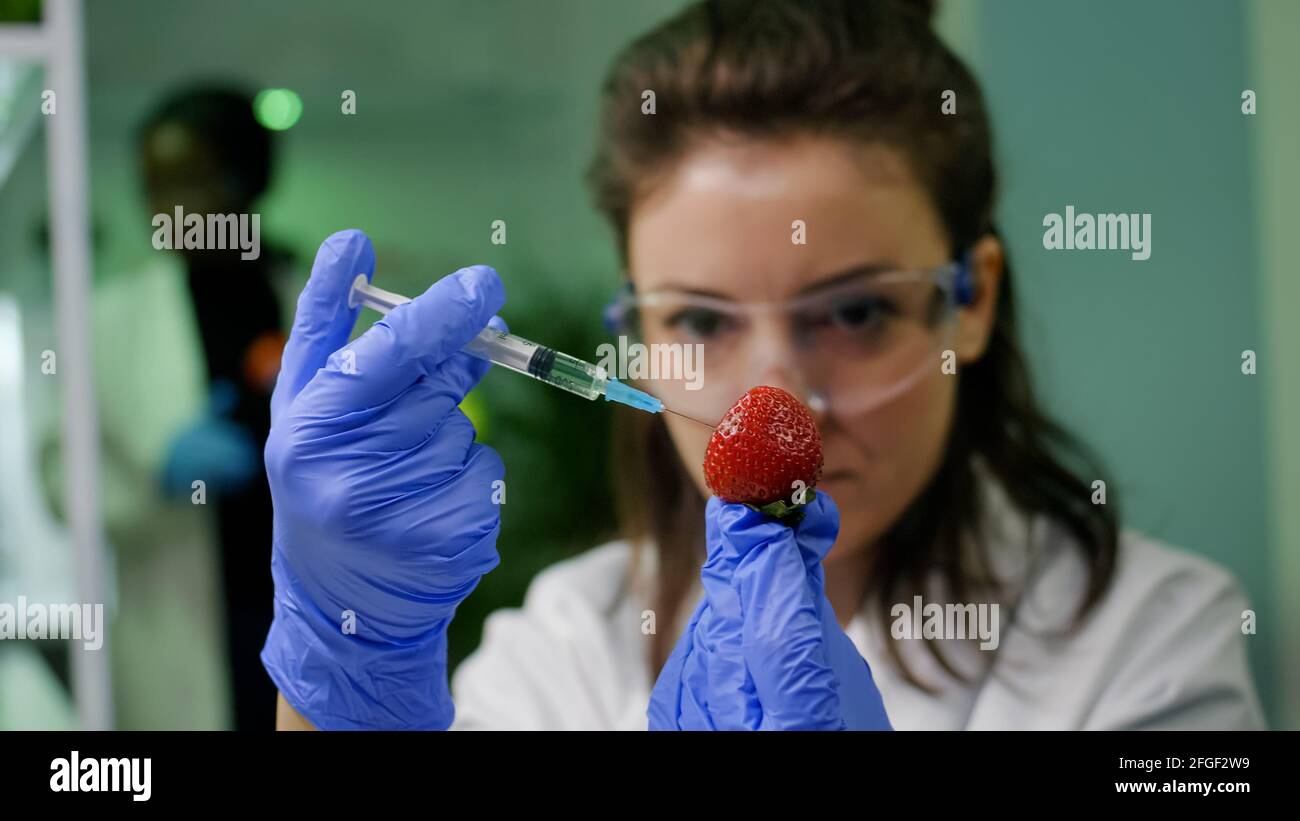 Closeup of biochemist researcher injecting healthy strawberry with dna liquid using medical syringe checking genetic test . Scientist biologist examining fruits in microbiology farming laboratory Stock Photo