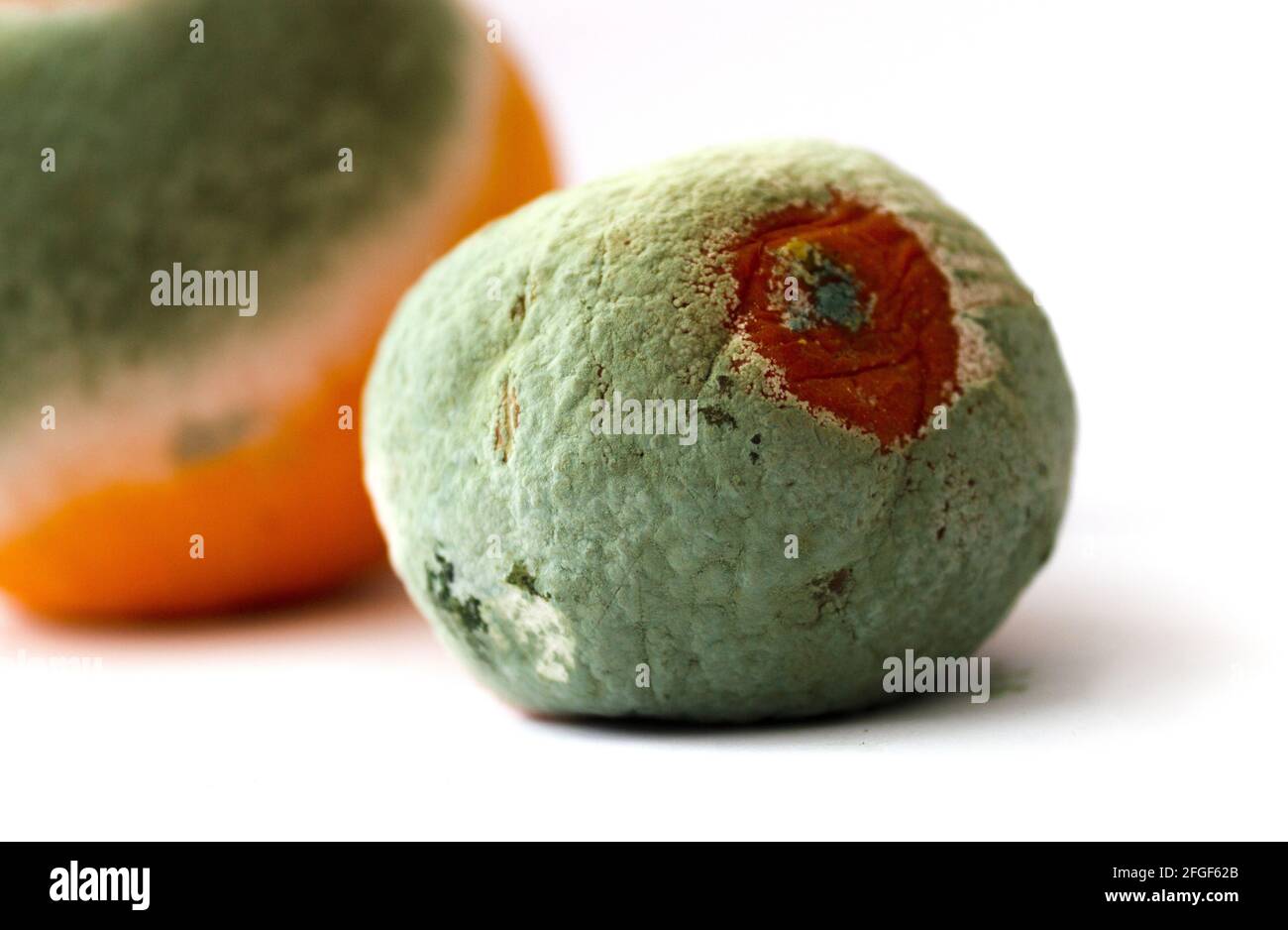tangerine with mold on a white background. Citrus with fungus. Spoiled product.selective focus. soft focus. Stock Photo