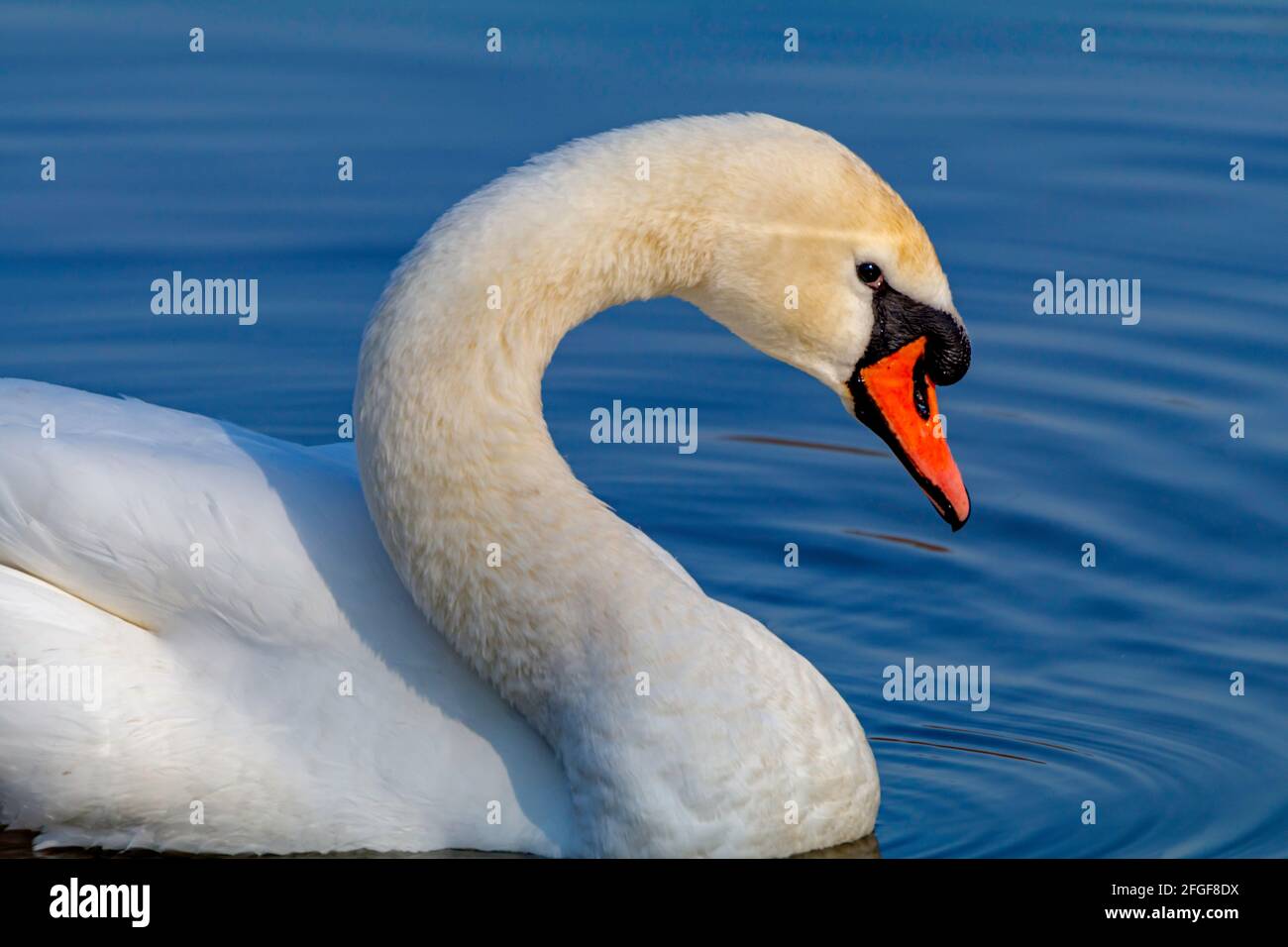 The curved neck of a swan Stock Photo