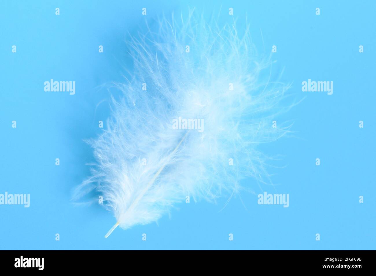 white fluffy bird feather from a chicken on a blue background Stock ...
