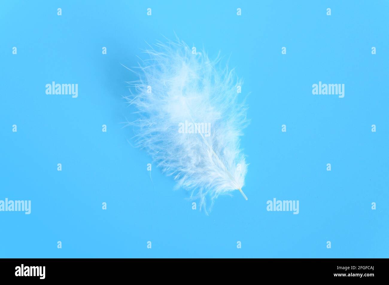 white fluffy bird feather from a chicken on a blue background Stock ...