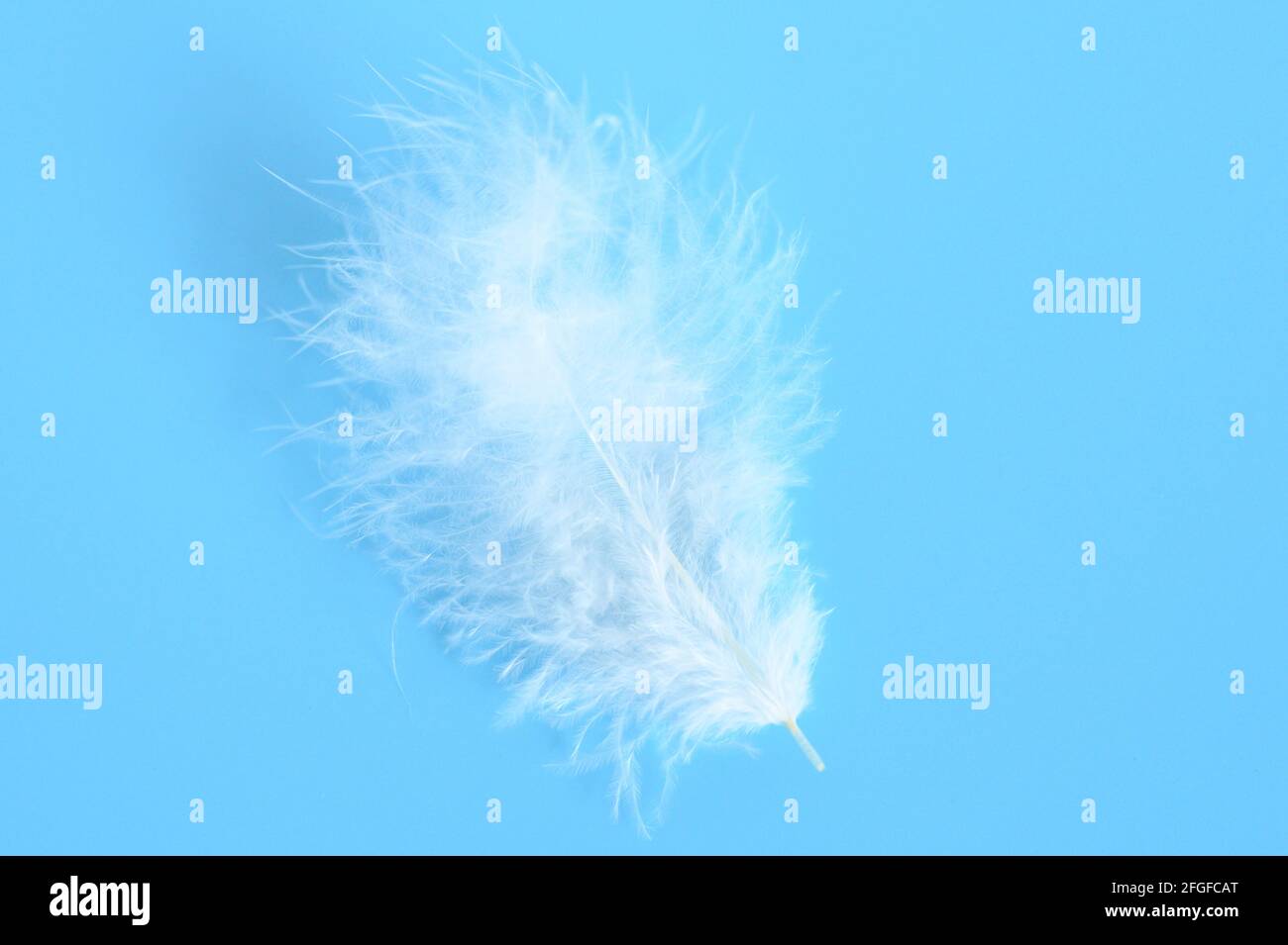 white fluffy bird feather from a chicken on a blue background Stock ...