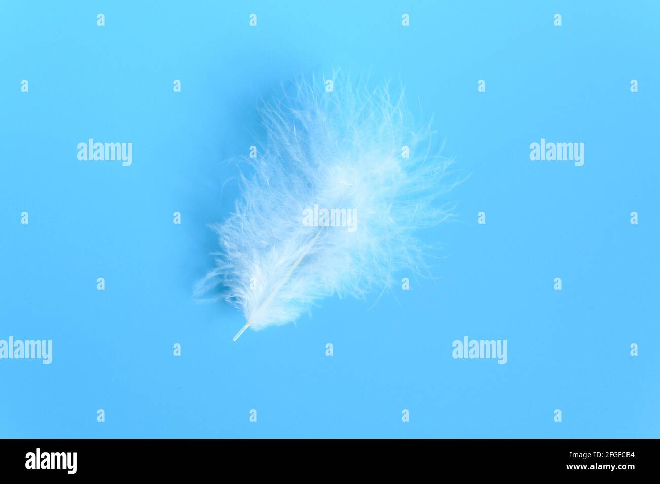 white fluffy bird feather from a chicken on a blue background Stock ...