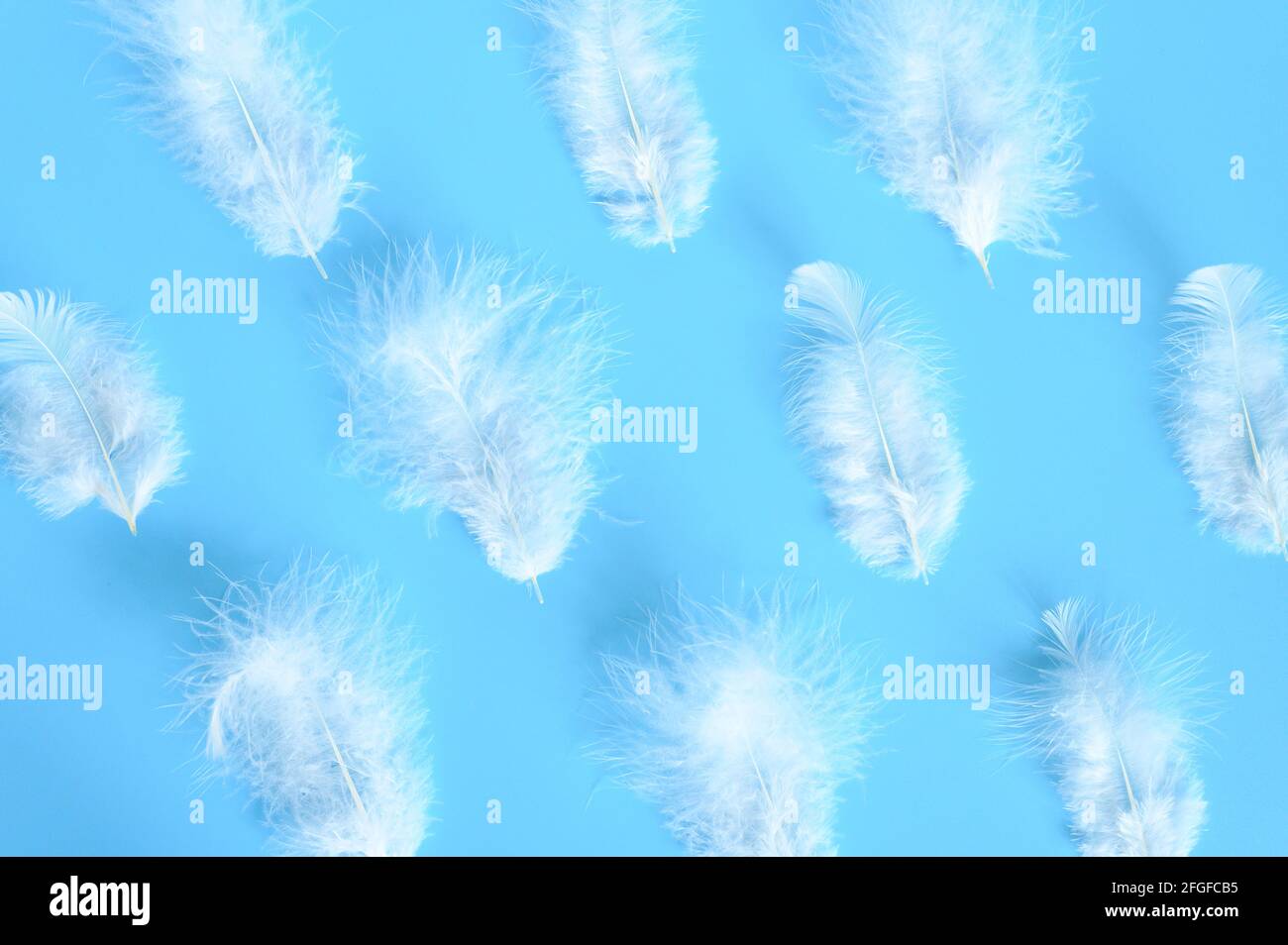 group white fluffy bird feather from a chicken on a blue background ...