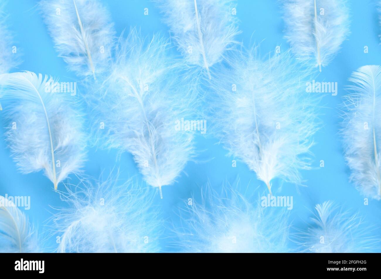 group white fluffy bird feather from a chicken on a blue background ...