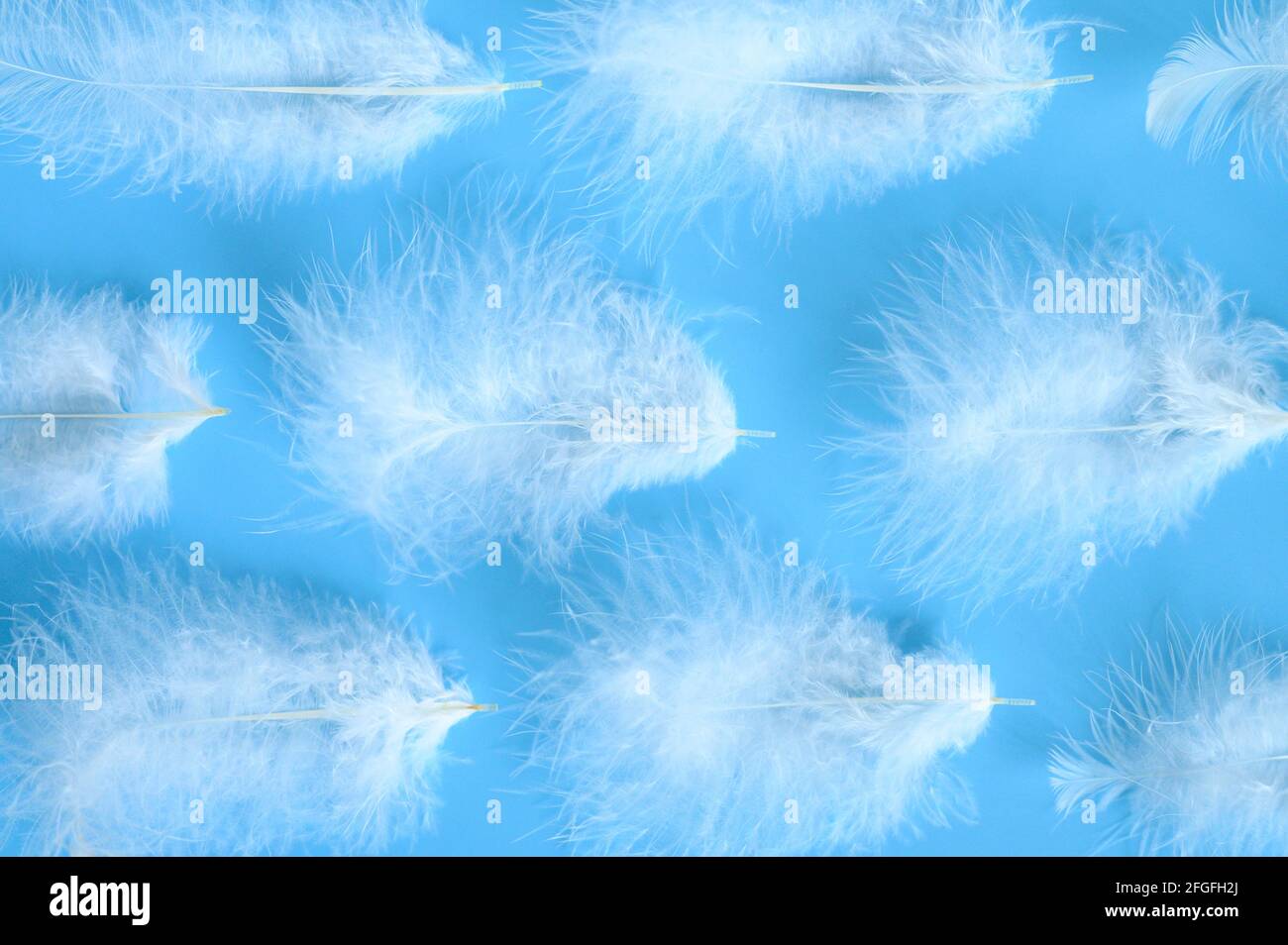 group white fluffy bird feather from a chicken on a blue background ...