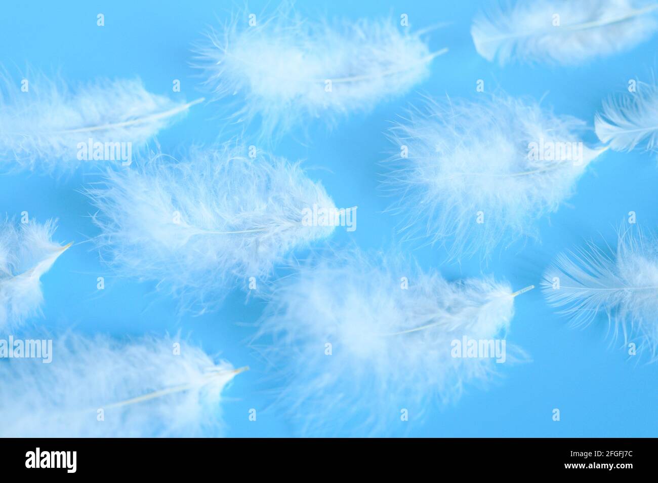 group white fluffy bird feather from a chicken on a blue background ...