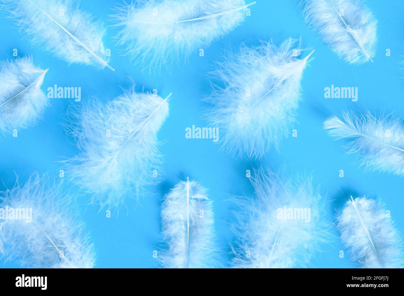 several white fluffy bird feather from a chicken on a blue background ...