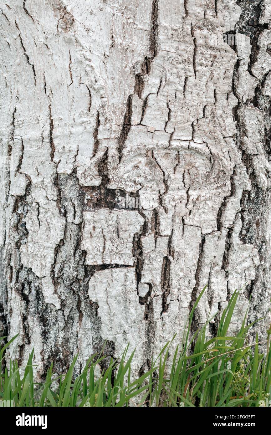 Walnut tree bark whitewashed with white lime mixture to prevent sunburns, organic fruit orchard detail Stock Photo