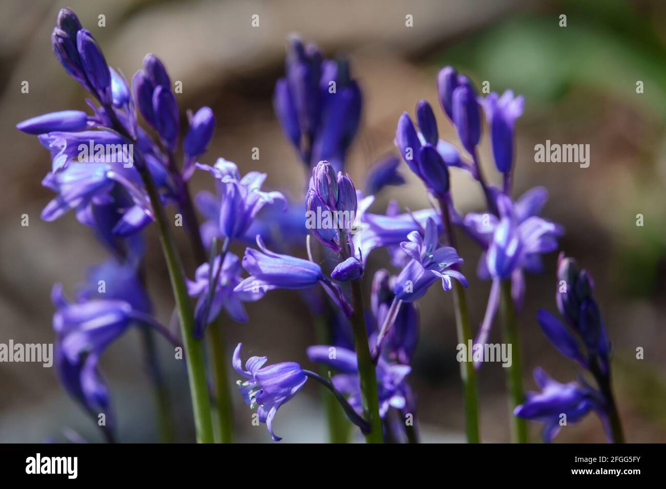 Blue purple petals hi-res stock photography and images - Alamy