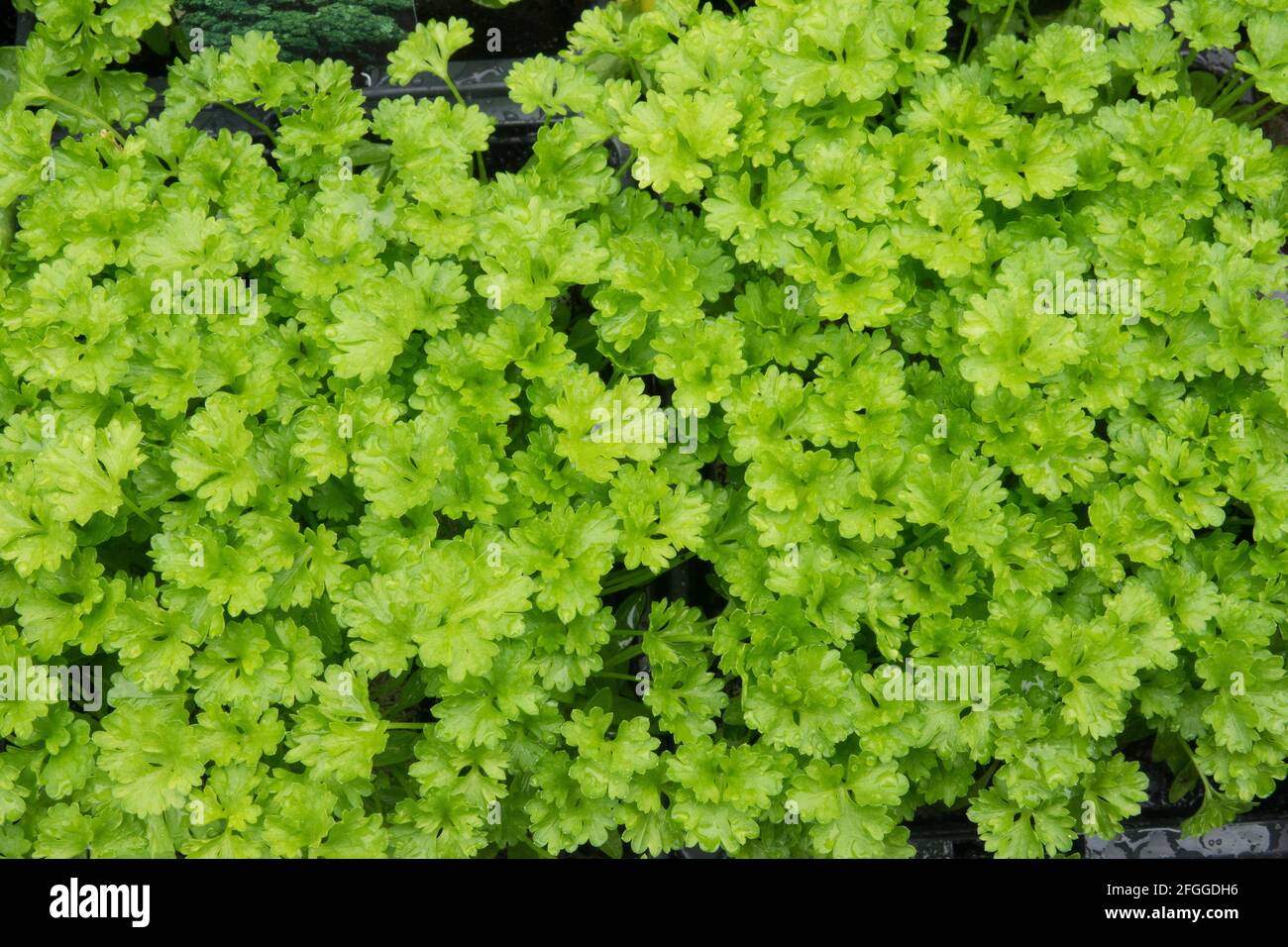 Curly Leaf Aromatic Parsley Petroselinum crispum Grandeur Stock Photo