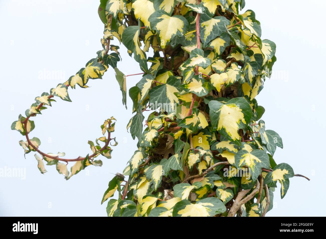 Ivy Hedera helix 'Oro di Bogliasco' climbing plant beautiful leaves Hedera Gold Heart Stock Photo