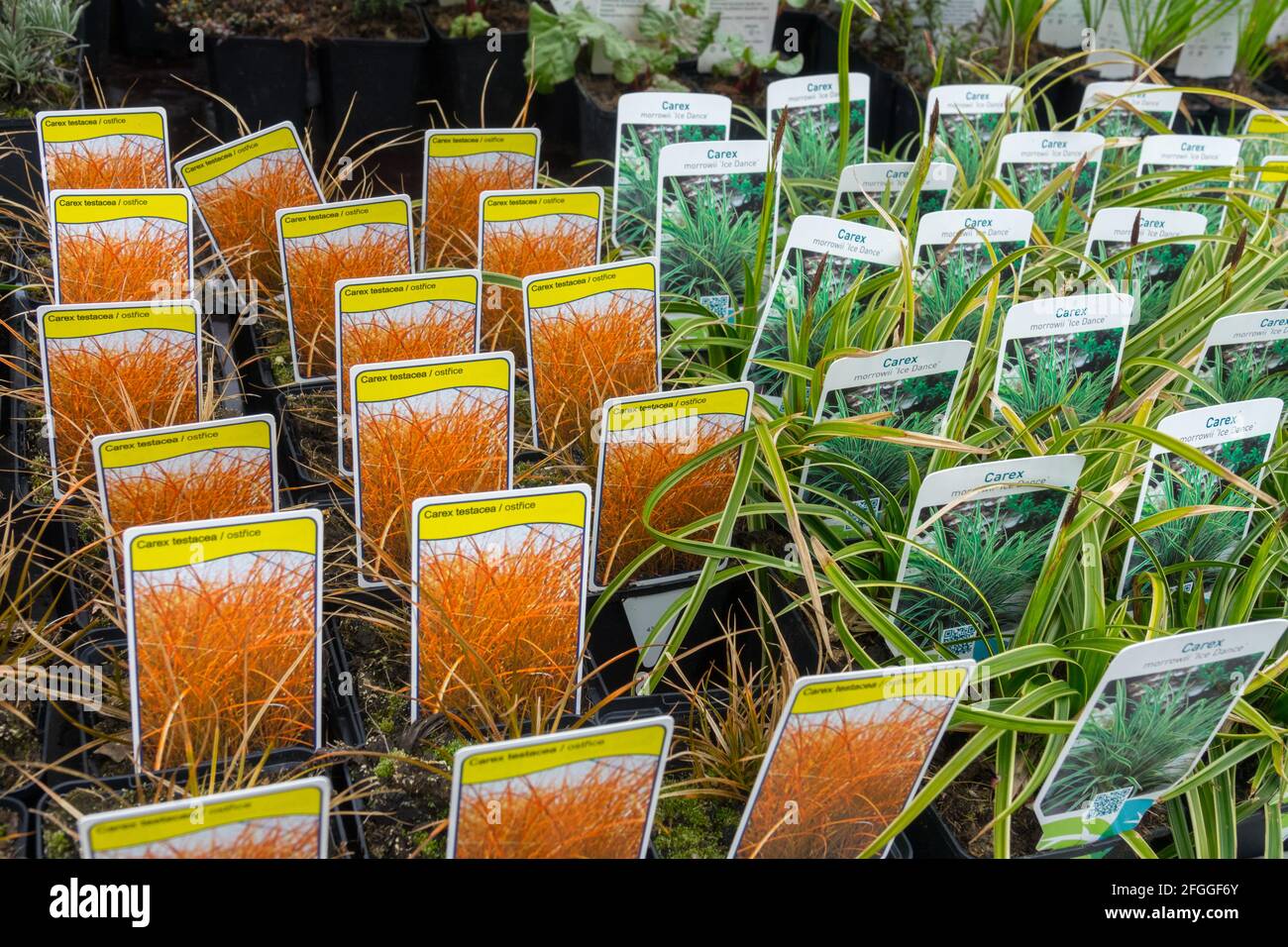 Ornamental grass Carex testacea and Carex morrowii 'Ice Dance' for sale in garden centre Stock Photo