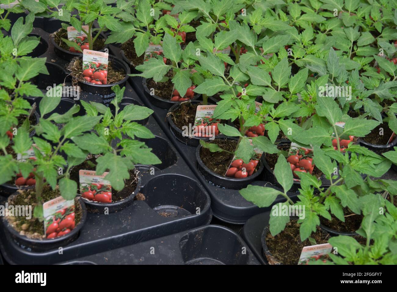 Tomatoes seedlings in pots Tomato 'Tornado' for sale in a garden centre,  pots tomatoes Stock Photo