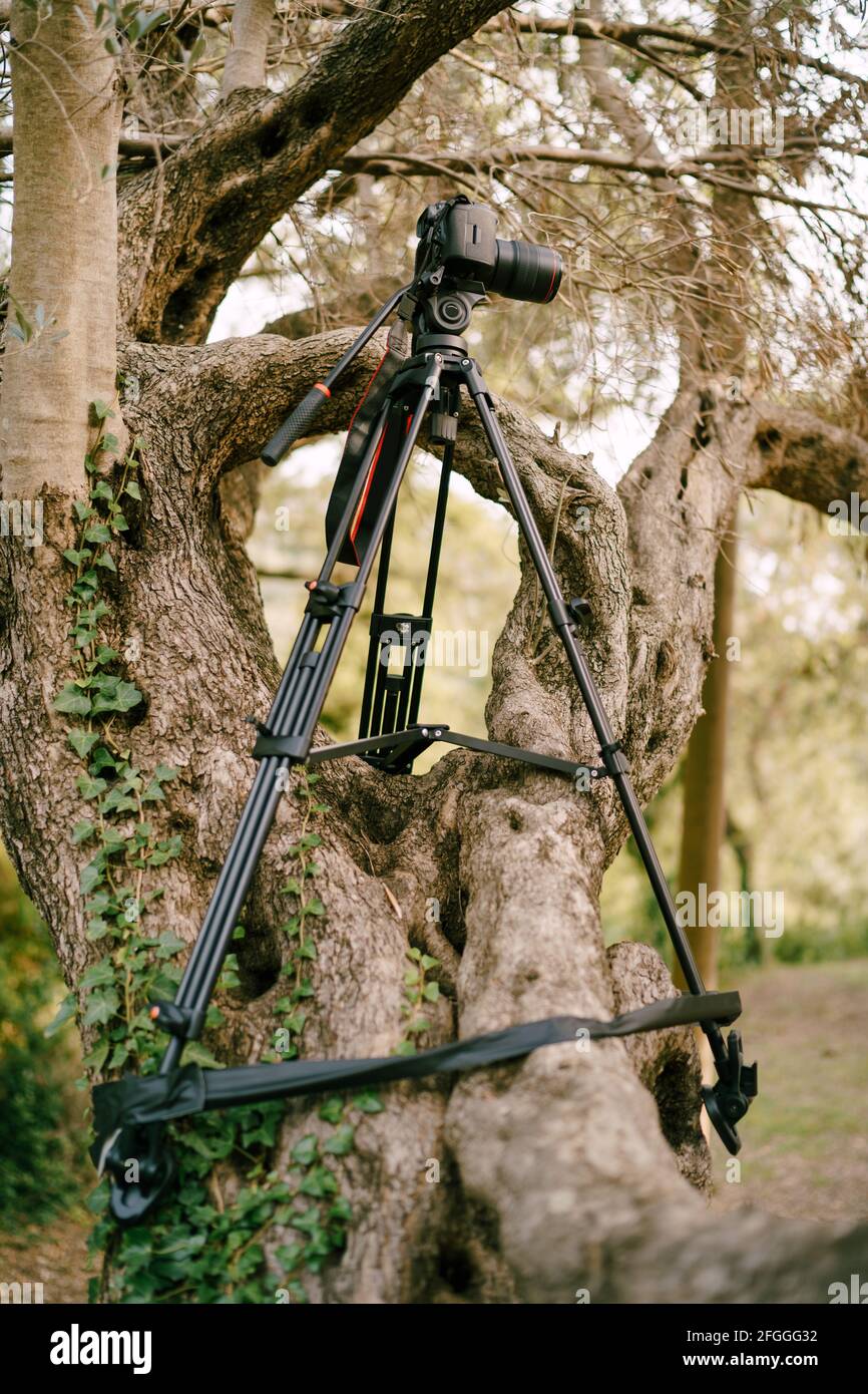Black digital camera stands on a tree covered with ivy in the forest ...