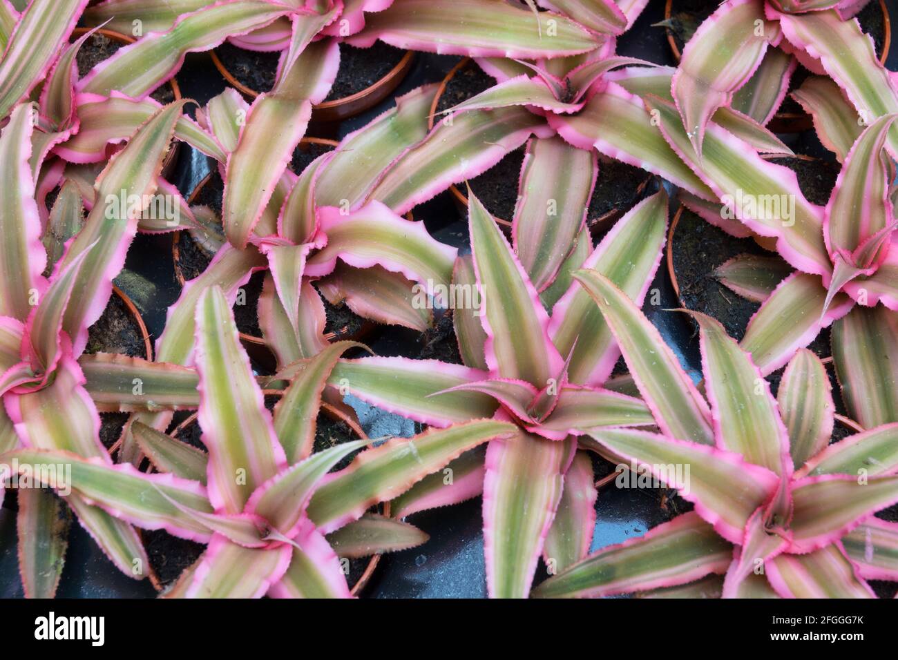 Earth Star Cryptanthus bivittatus young plants Stock Photo