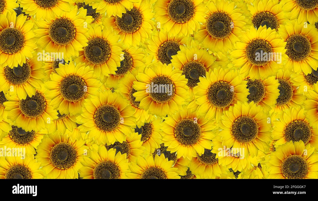 Sunflower blossom background, top view Stock Photo Alamy