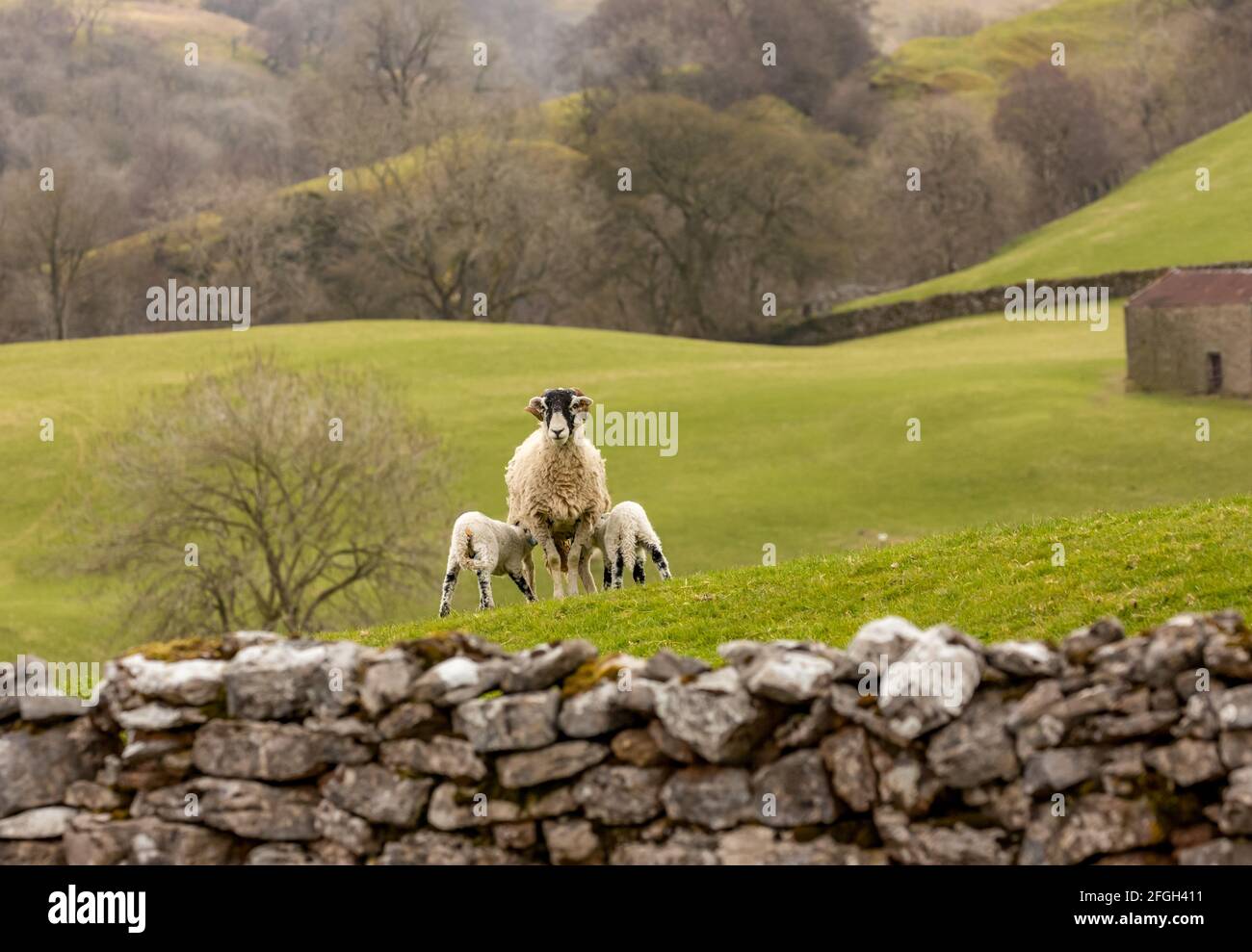 Lambing time in the Yorkshire Dales, UK, A typical rural scene in Springtime with a Swaledale ewe facing forward in green pastureland and two lambs su Stock Photo