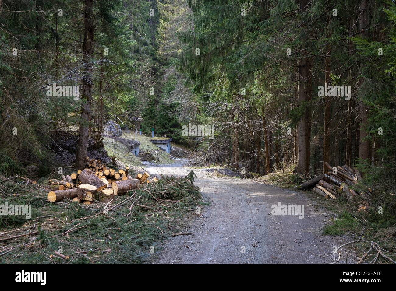 walking to the Piburger See, Otztal, Tirol Stock Photo