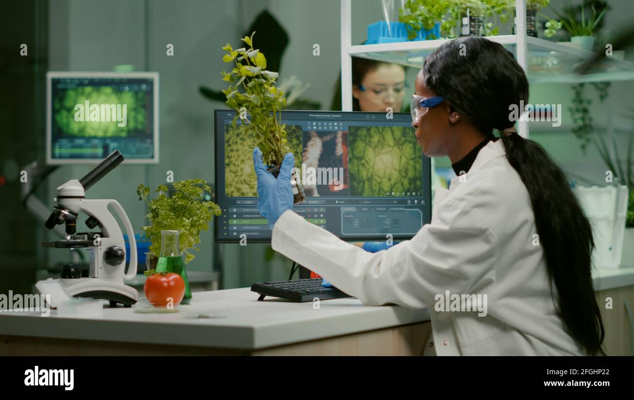 Sapling In Lab Scientist looking at green sapling for medical experiment while typing ...