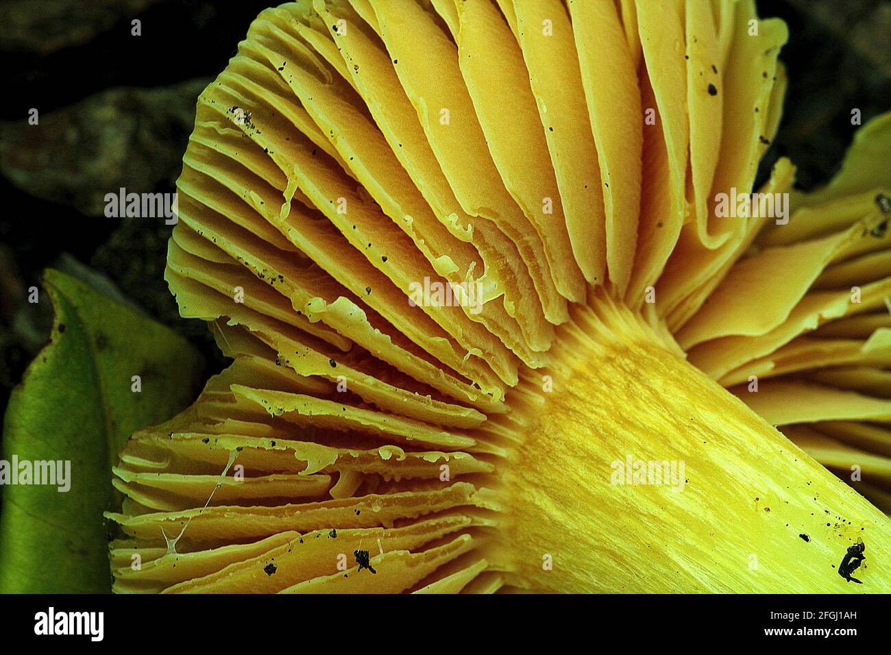 Yellow gill mushroom (Hygrocybe aurantiosplendens) Stock Photo
