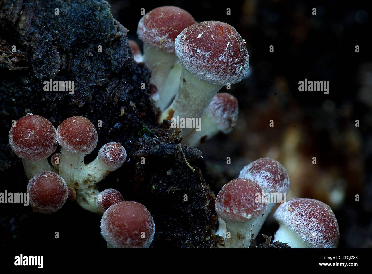 Brown wood mushroom (Amillaria gallica) Stock Photo