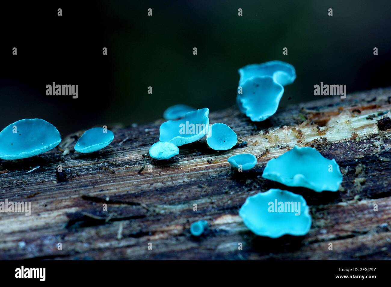 Blue stain fungus (Chlorociboria aeruginascens Stock Photo Alamy