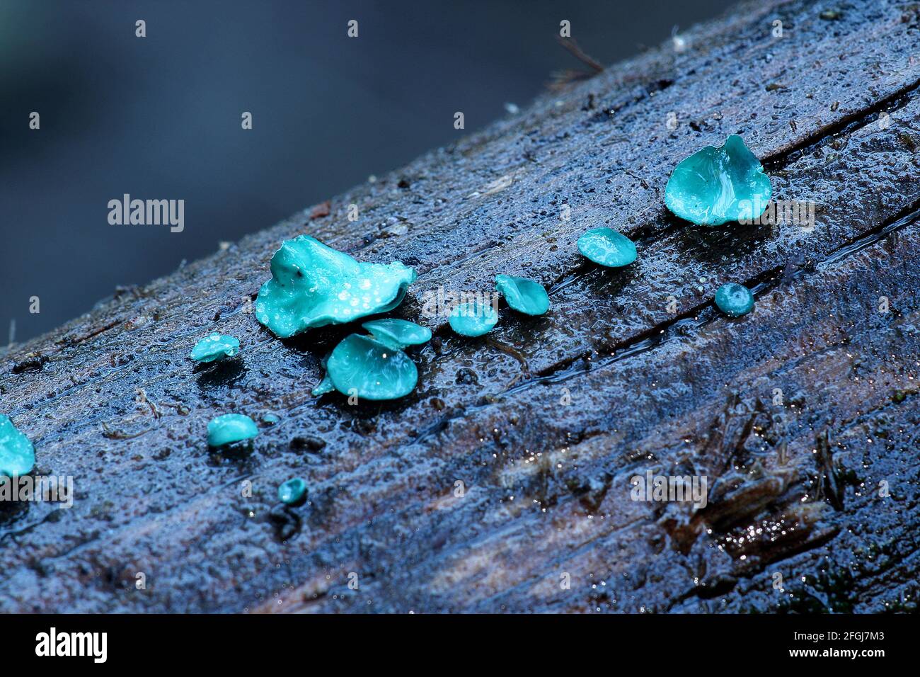 Blue stain fungus (Chlorociboria aeruginascens) Stock Photo