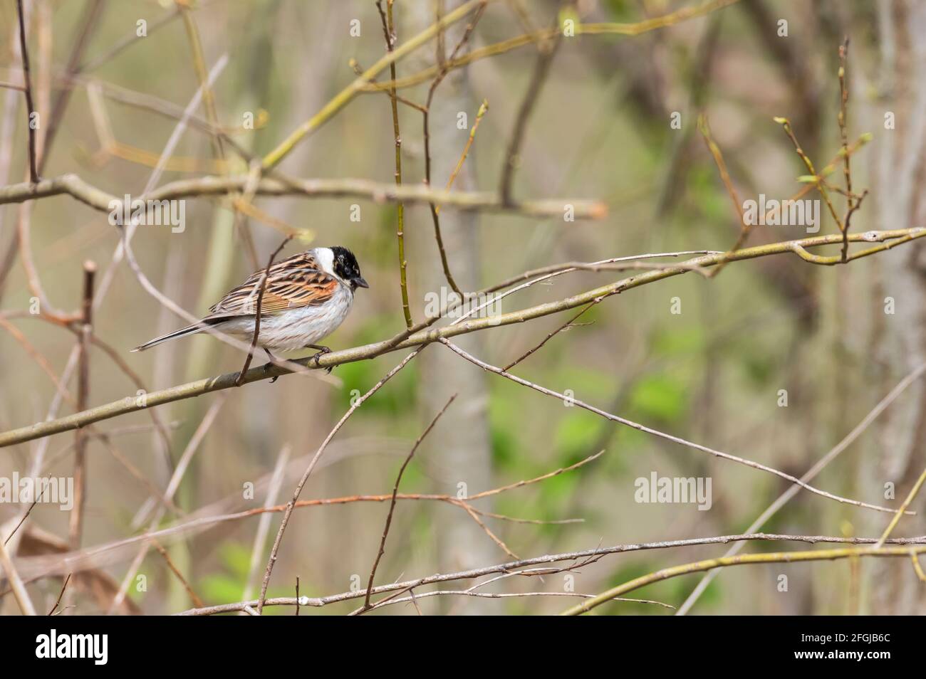 A reed bunting sits on a thin branch Stock Photo