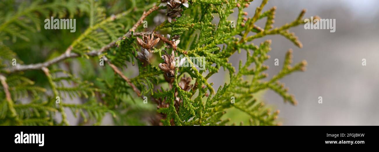 mature cones oriental arborvitae and foliage thuja. close up of bright green texture of thuja leaves with brown seed cones. banner Stock Photo
