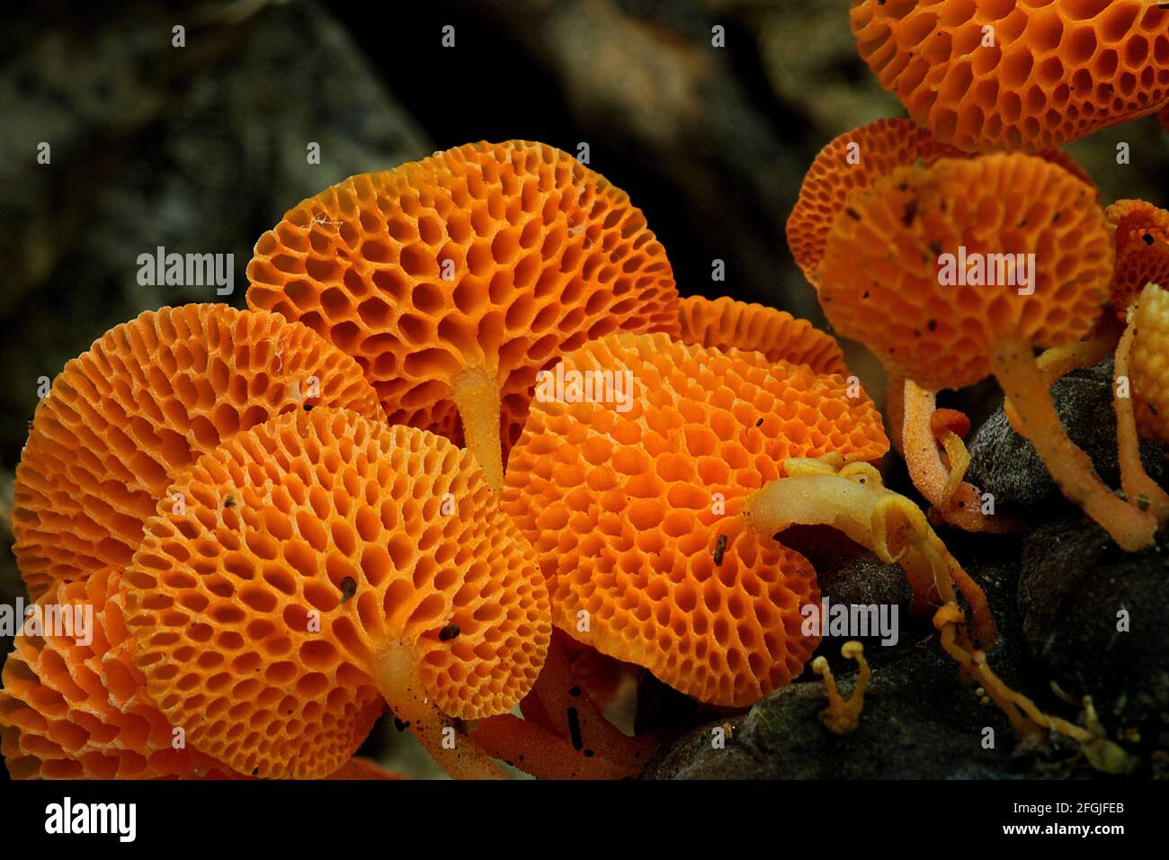 Orange pore fungus (Favolaschia calocera) Stock Photo