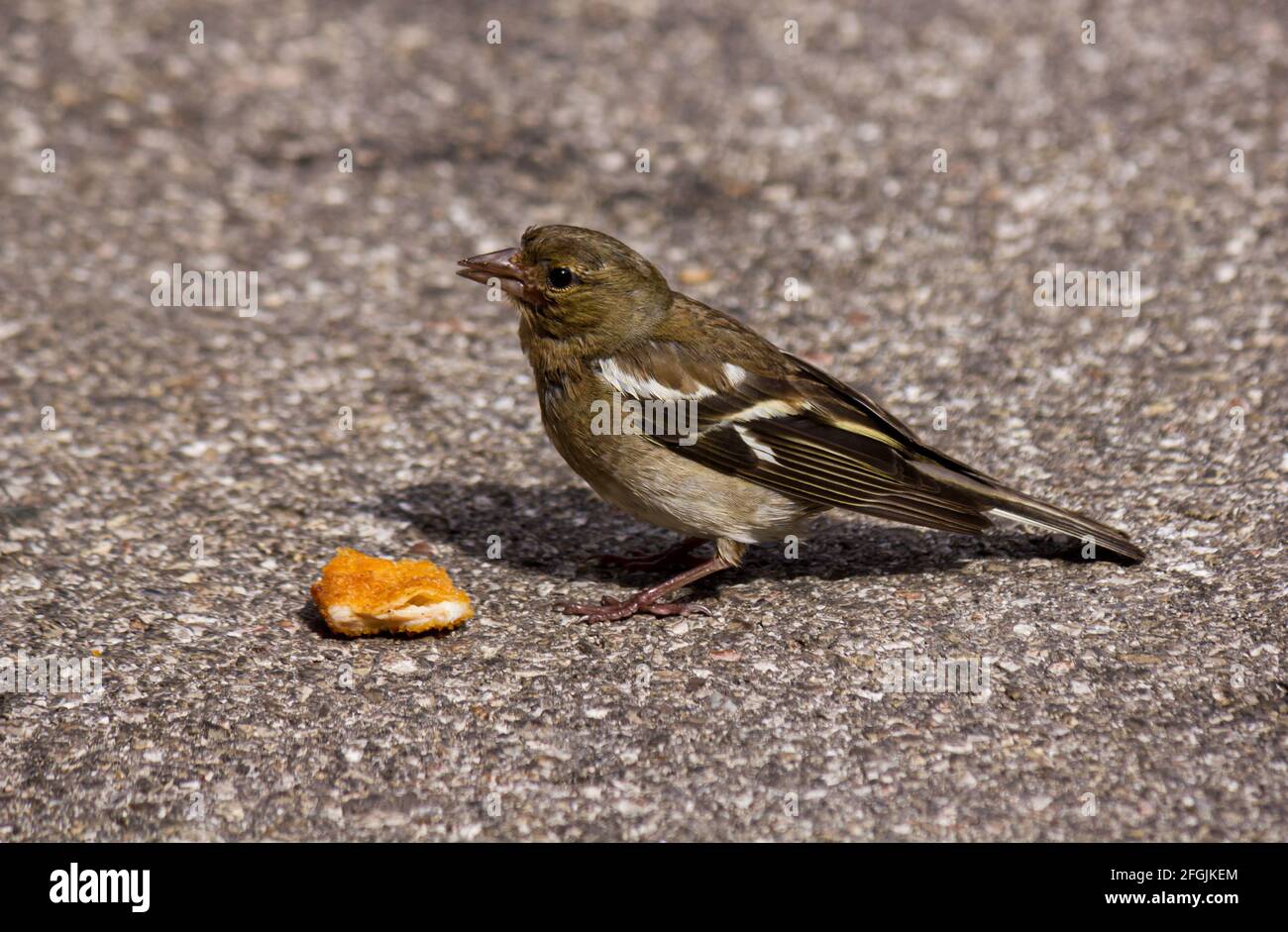 House sparrow (Passer domesticus) sitting on asphalt with piece of leftover food Stock Photo