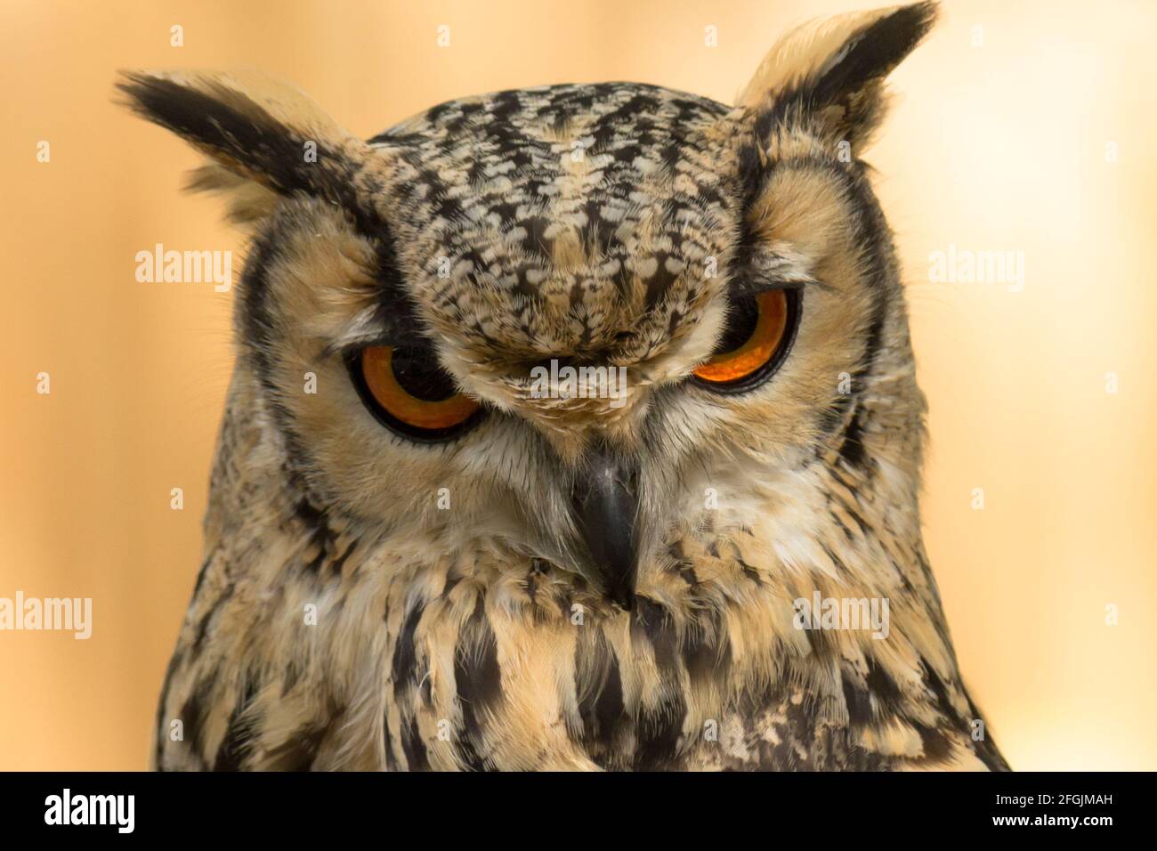 Eurasian eagle-owl (Bubo Bubo) on natural blurred background looking to camera Stock Photo