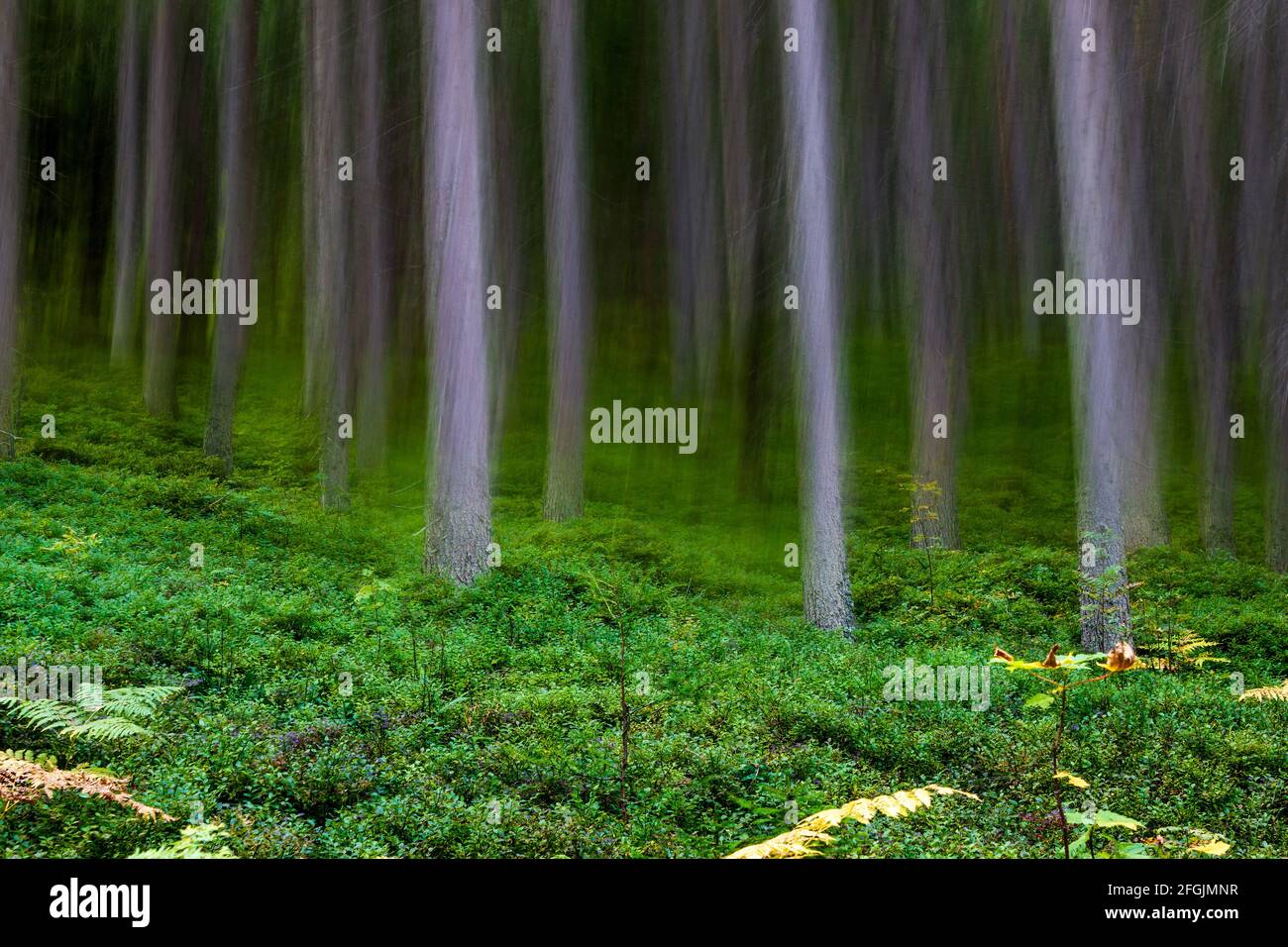 Austrian spruce woodland scenery with intentional camera blur Stock Photo