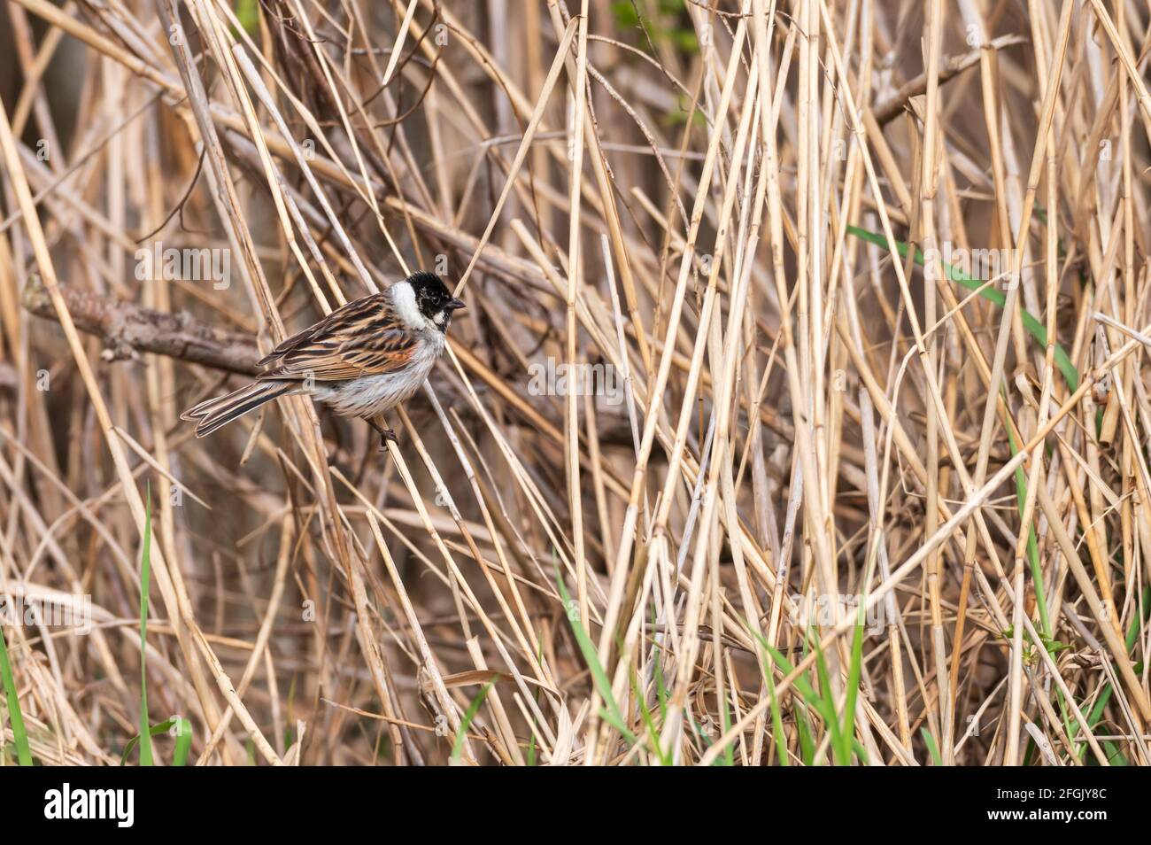 A reed bunting sits on the stalk of reeds Stock Photo