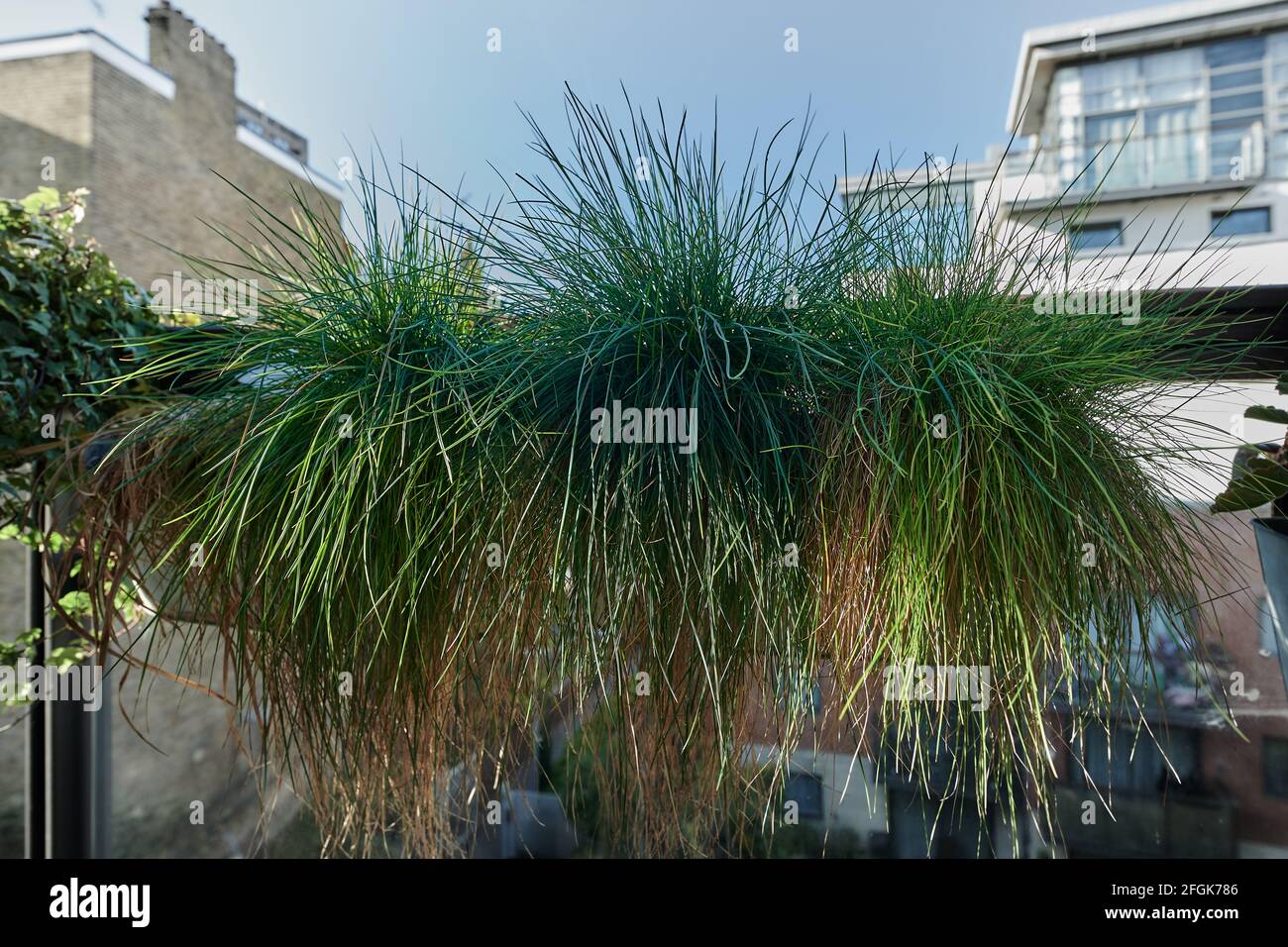 Grass plant growing in a pot hanging on balcony Stock Photo Alamy